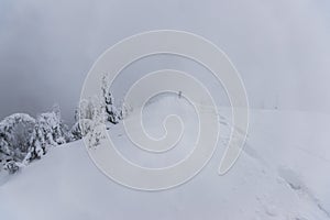 Cold winter morning in mountain foresty with snow covered fir trees. tatras, slovakia.