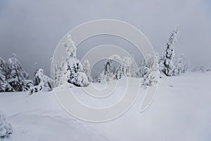 Cold winter morning in mountain foresty with snow covered fir trees. tatras, slovakia.