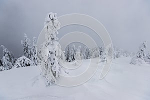 Cold winter morning in mountain foresty with snow covered fir trees. tatras, slovakia.