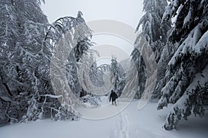 Chladné zimní ráno v horském lese se zasněženými jedlemi. Tatry, Slovensko.