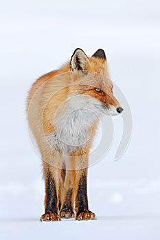 Cold winter with orange fur fox. Red fox in white snow. Hunting animal in the snowy meadow, Russia. Beautiful orange coat animal n