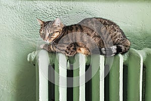 Cold winter. Problems with heating . Cat heating on the battery. Tabby cat relaxing on a warm radiator. Beautiful cat lies on