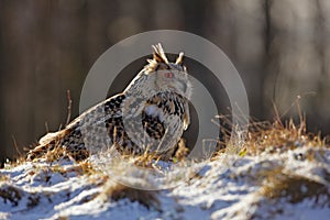 Cold winter with rare bird. Big bird in snow. Eastern Siberian Eagle Owl, Bubo bubo sibiricus, sitting on hillock with snow in the photo