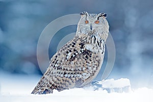 Cold winter with rare bird. Big Eastern Siberian Eagle Owl, Bubo bubo sibiricus, sitting on hillock with snow in the forest. Birch photo