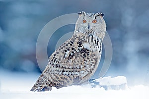 Kalt selten vogel. der große östlich sibirisch Adler eule Rauch auf der der Hügel mit schnee Wald Birke 