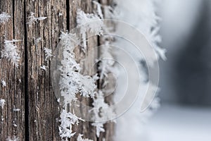 Cold winter season: Close up of a snowflake on a timber needle