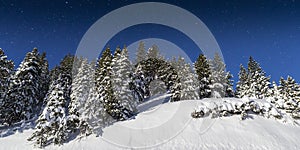 Cold Winter Snowy landscape with Pine Trees