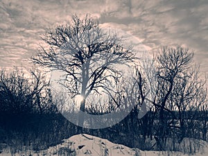 The cold, winter sun is already setting, half of the sun\'s disk is visible from behind the tree trunk, snow is all around