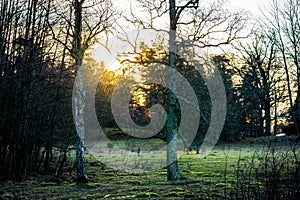 Cold winter sunset over a forest glade with green fozen grass with birch trees in the foreground. photo