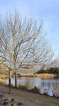 Cold winters day at Bluewater lake in North Kent