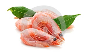 Coldwater shrimps