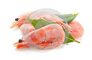 Coldwater shrimps