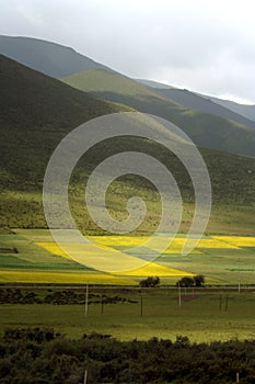 Cole Field, MenYuan, QingHai, China