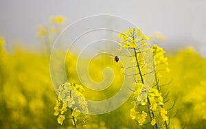 Cole flowers & bee photo