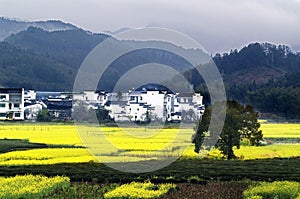 Cole flowers blossom in Wuyuan photo