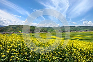 The cole flowers and blue sky