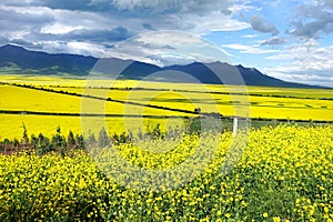 The cole flowers and cloudy sky