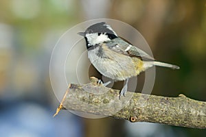 Cole -up bird ready to fly