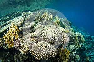 Colection of different coral in the Red sea