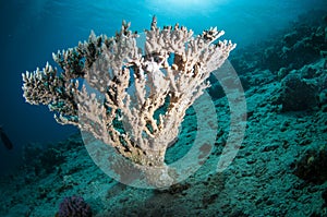 Colection of different coral in the Red sea