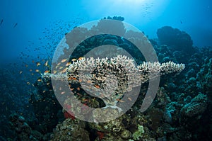 Colection of different coral in the Red sea