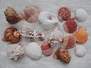 Colection of various sea animals urcihn, snail, sand dollar, shell, crab on white