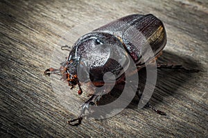 Coleoptera