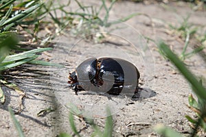 Coleoptera - Arthropoda