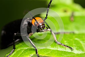 Coleoptera Beetle