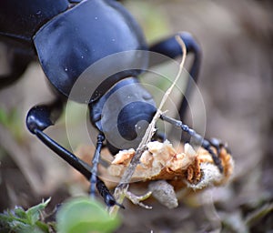 Coleoptera beetle eating an almond on the ground.