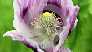 Coleoptera beetles feeding on a giant poppy