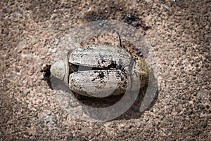 Coleoptera on cement floor