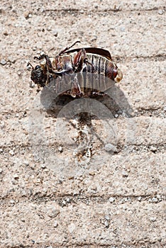 Coleoptera on cement floor