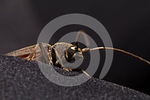 Coleoptera-Cerambycidae on black background.Macro photo