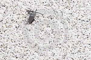 Coleoptera, commonly known as a beetle.