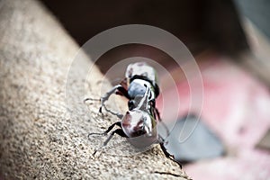 Coleoptera fighting on wood