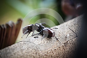 Coleoptera fighting on wooden. Selective