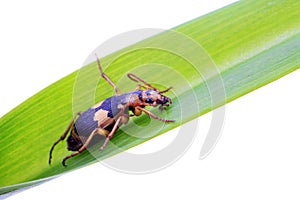 coleoptera insects on a white background