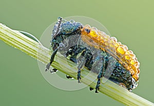 Coleoptera, Labidostomis sp. bug on a plant