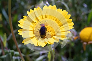 A coleoptera tenebrionidae perched on a anthemis tinctoria photo