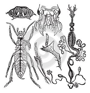 Coleopteres or French-Language Scientific Journal of Entomology vintage engraving