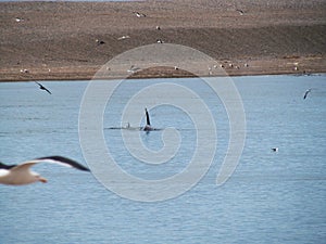 Coleta Valdes tour, sighting of orca whales and sea birds