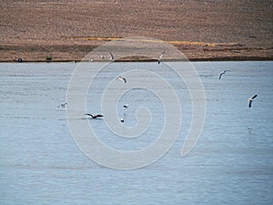 Coleta Valdes tour, sighting of orca whales and sea birds