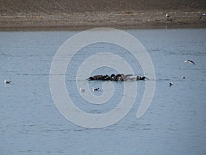 Coleta Valdes tour, sighting of orca whales and sea birds