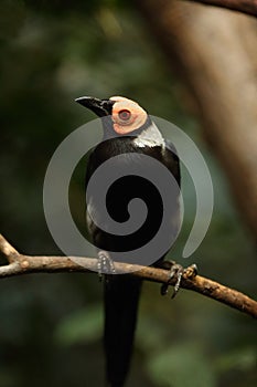 Coleto Sarcops calvus is a starling species in the monotypic genus Sarcops, siting on the branch