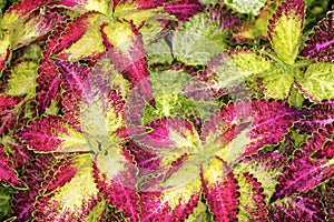 Coleus