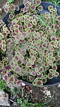 Coleus