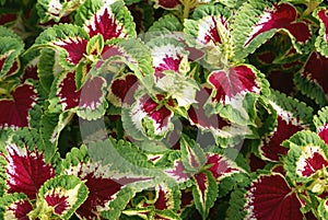 Coleus