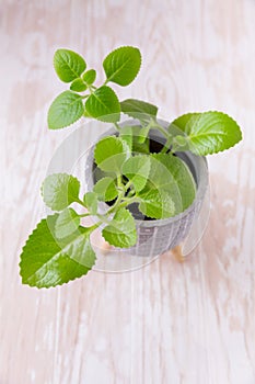 Coleus amboinicus - Cuban oregano, Spanish thyme. Used  as oregano for cooking and meat dishes