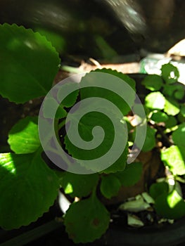 Coleus amboinicus or plectranthus a plant with oregano like pungent flavor and odor alao known as navara ila or pani koorka